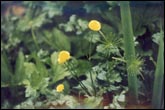 IBP056_Ranunculus_repens_01.jpg