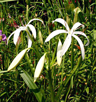 IBP Bog Lily - Crinum americanum
