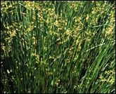 juncus_effusus_165.jpg