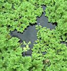 165_azolla.jpg