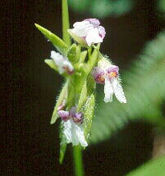 165_thalia_geniculata.jpg