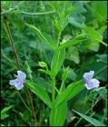 2009_mimulus_ringens_165.jpg