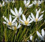 2009_zephyranthes_candida_165.jpg