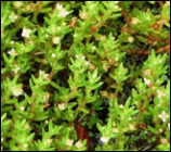 2011_crassula_165.png