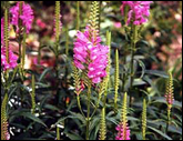 2011_physostegia_165.png