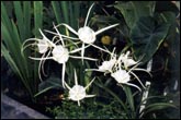 IBP053_Hymenocallis_liriope.jpg