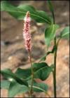 IBP059_Polygonum_coccineum_02.jpg