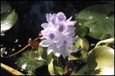 IFP012_Hyacinth_flowers_01.jpg