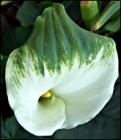 calla_green_goddess_165.jpg