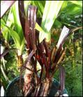 crinum_menehune.jpg