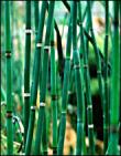 equisetum_hyemale_165.jpg