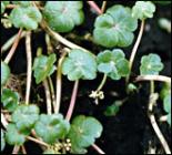 hydrocotyle_ranunculoides_165.jpg