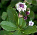 lippia_nodiflora_165.jpg