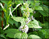 mentha_aquatica_165.jpg