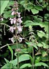 stachys_palustris_165.jpg